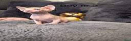 Sphynx cats for sale:  🔥Sphynx and Elf kittens 🔥 - Advert 4