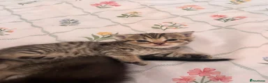 Scottish Fold 5