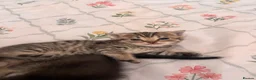 Scottish Fold cats for sale: beautiful scottish fold kittens 💕🧸 - Advert 14