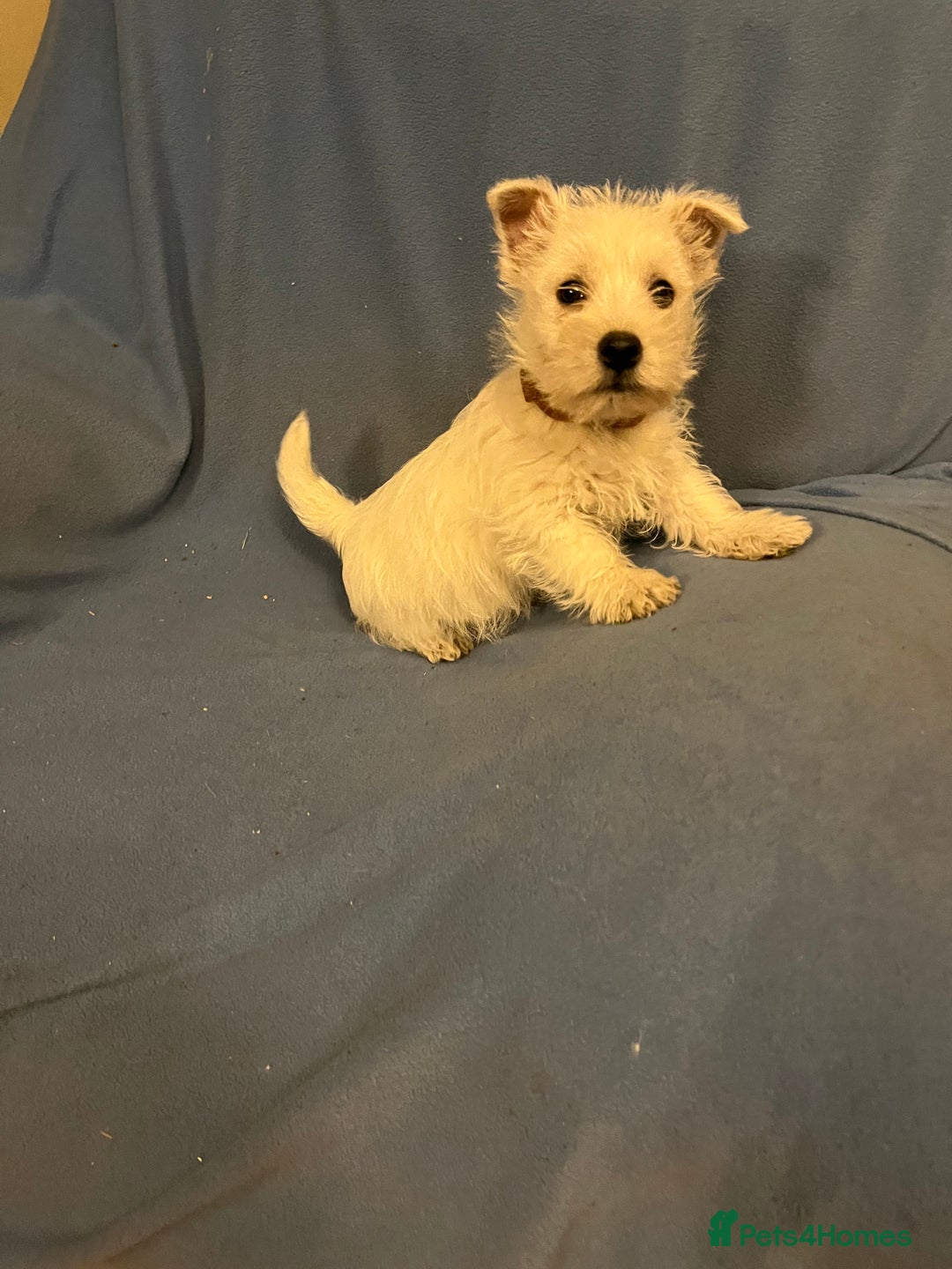 West Highland Terrier dogs for sale: Lovely litter of Westie Puppies - Advert 11