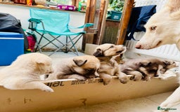 Pomsky dogs for sale: Adorable Blue Eyed 🐾 Long Eared Pomskies  - Image 14