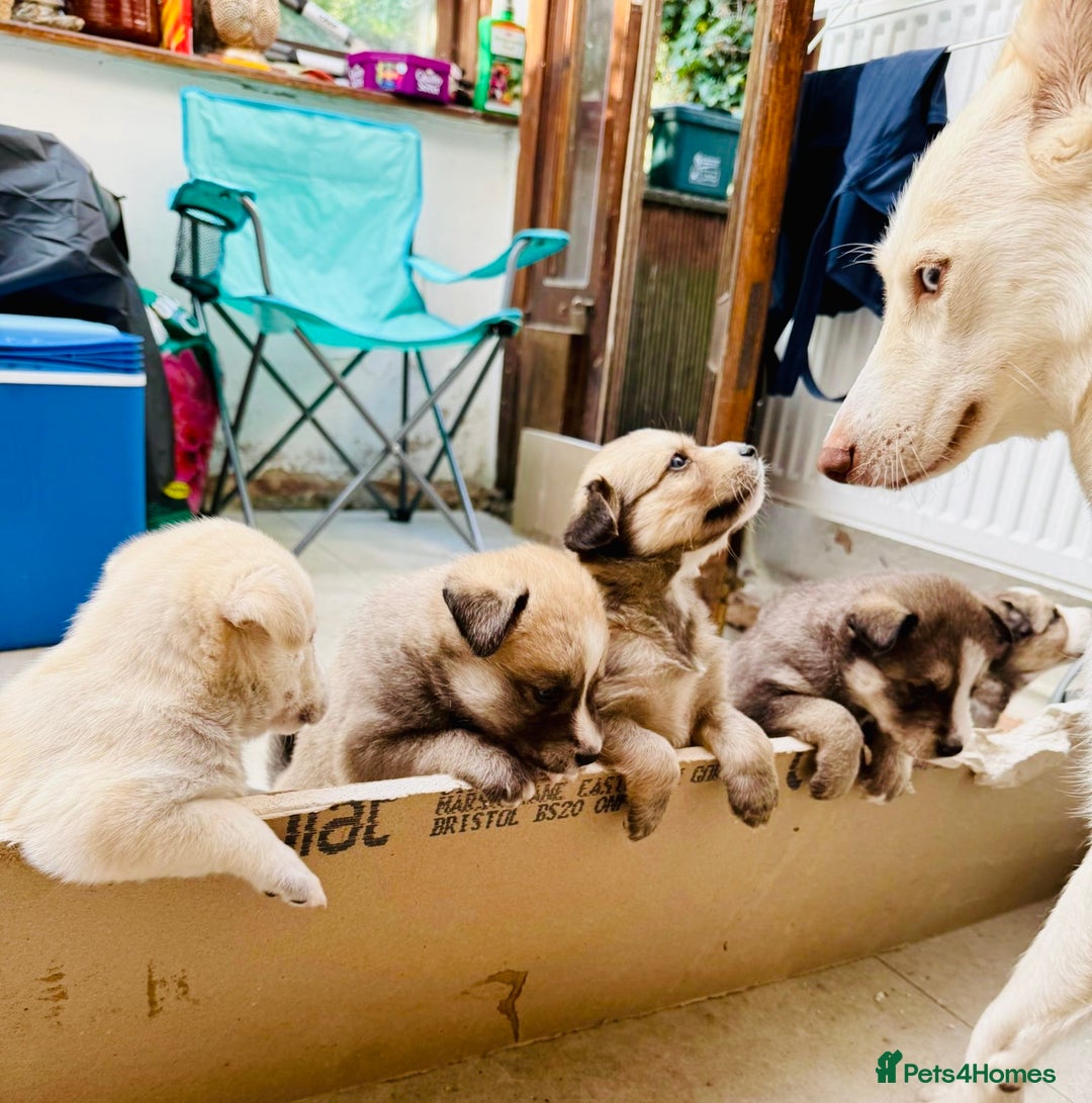 Pomsky dogs for sale: Adorable Blue Eyed 🐾 Long Eared Pomskies  - Image 14
