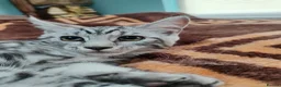 Maine Coon cats for sale: Beautiful Maincoon cross kittens  - Advert 6