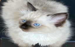 Ragdoll cats for sale: Beautiful Fluffy Ragdoll Kittens Female - Image 2