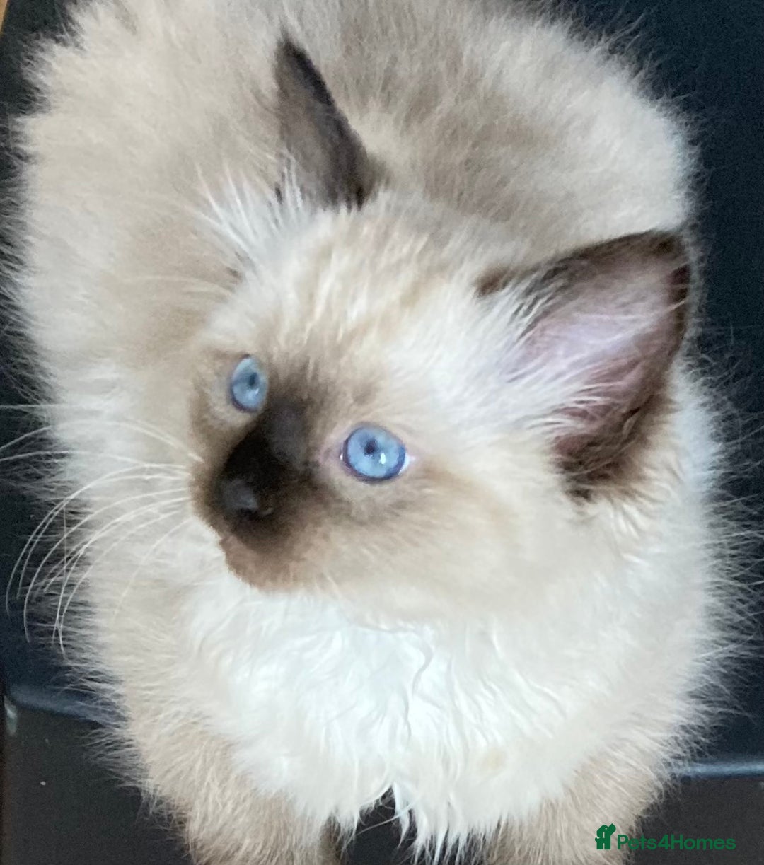 Ragdoll cats for sale: Beautiful Fluffy Ragdoll Kittens Female - Image 2