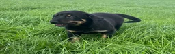 Mixed Breed dogs for sale: Gorgeous huntaway x collie pups in Abergele - Advert 11
