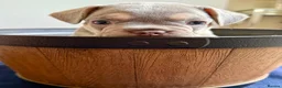 French Bulldog dogs for sale: Beautiful French Bulldog Puppies  - Advert 6