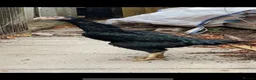 Chickens poultry for sale: Aseel & shamos  - Advert 2