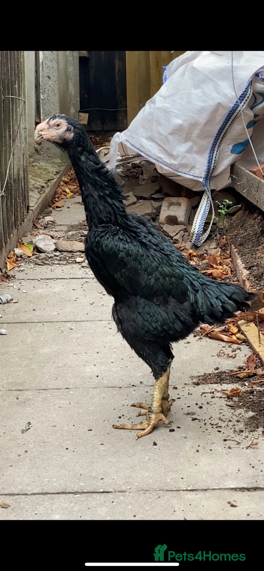 Chickens poultry for sale: Aseel & shamos  - Advert 2
