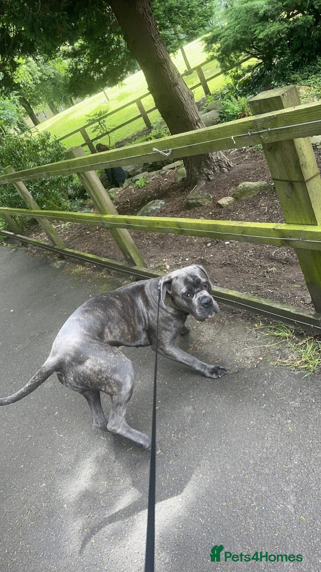 Cane Corso dogs for sale: Bella  - Advert 4