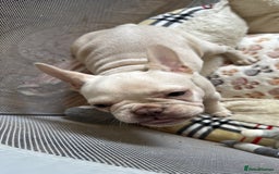French Bulldog dogs for sale: French Bulldog  - Image 2