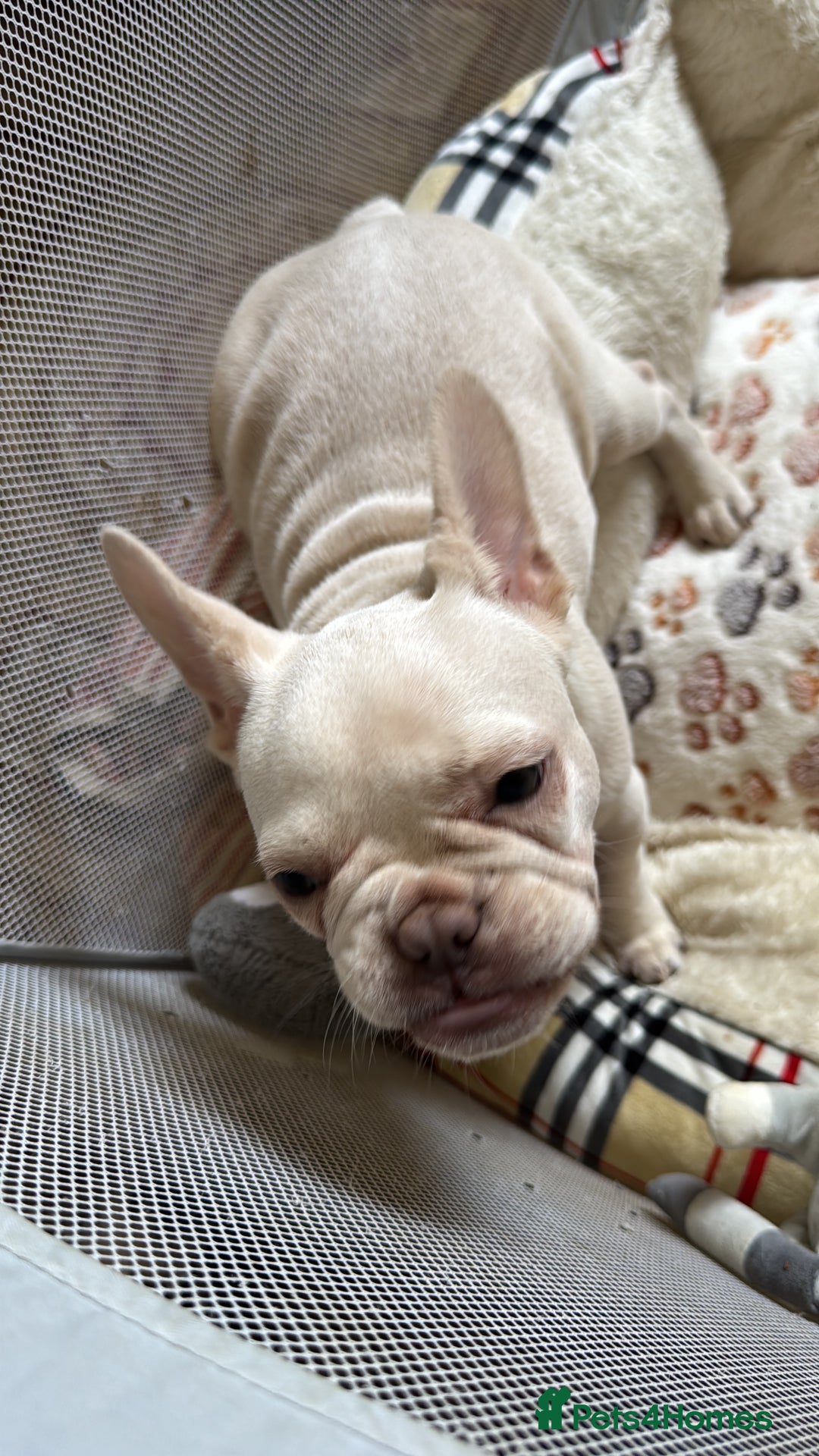 French Bulldog dogs for sale: French Bulldog  - Image 2
