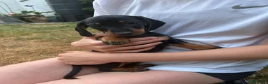 Miniature Dachshund Puppy 1