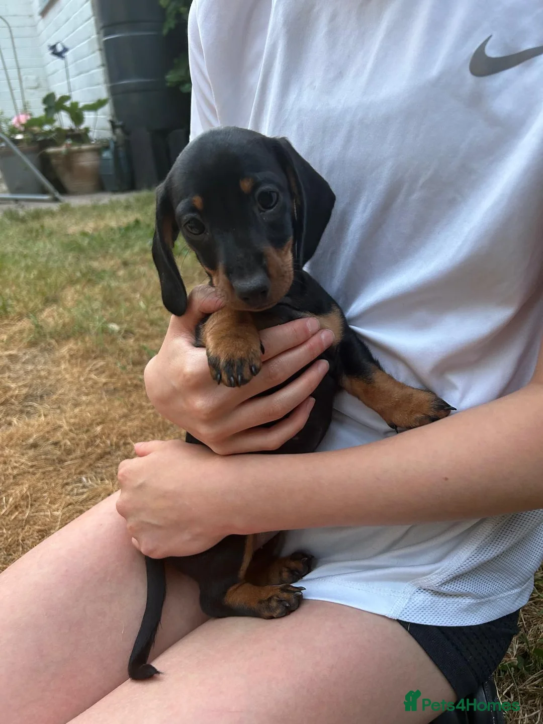 Miniature Dachshund dogs for sale: Miniature Dachshund Puppies - Advert 14