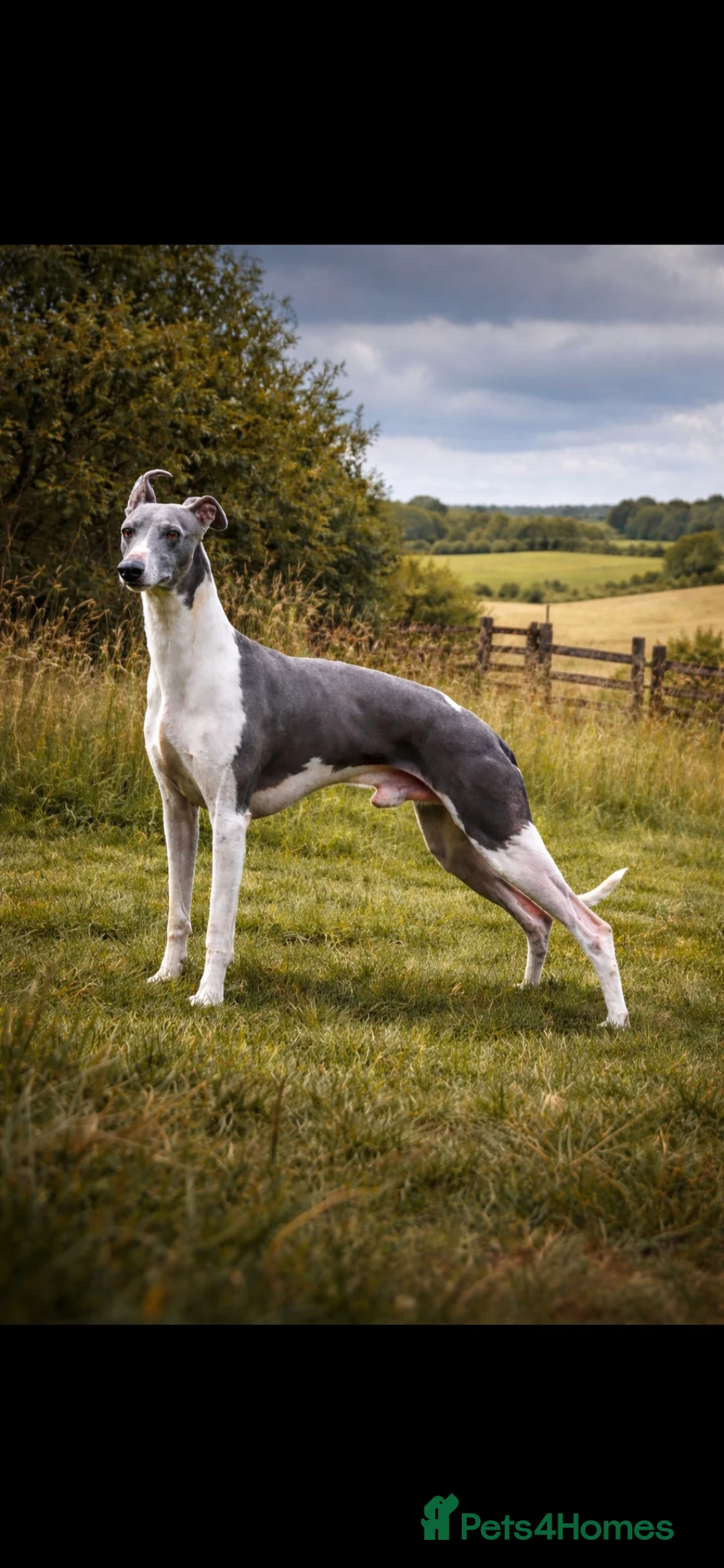 Mixed Breed dogs for sale: Whippet cross lurcher - Advert 2