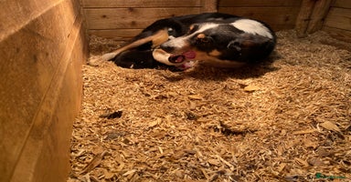 Border Collie dogs Border Collie Puppies For Sale - Advert 1