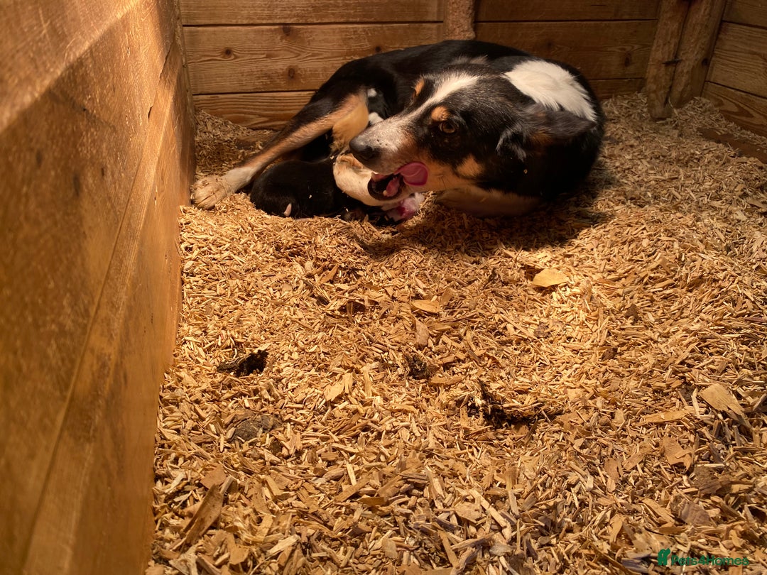 Border Collie dogs for sale: Border Collie Puppies For Sale - Advert 2