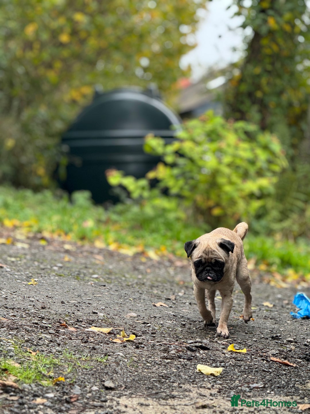 Pug dogs for sale: Frankie - Advert 3