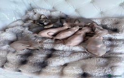 Sphynx cats for sale: canadian sphynx for sale  - Advert 30