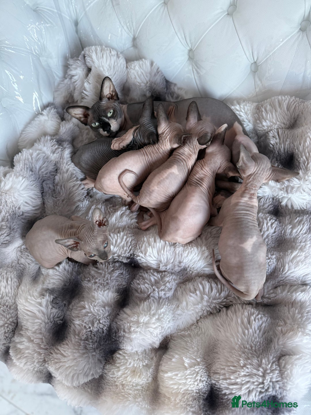 Sphynx cats for sale: canadian sphynx for sale  - Advert 30