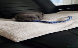 Staffordshire Bull Terrier dogs for sale: Beautiffull KC Staffordshire bull terrier  pups. - Image 12