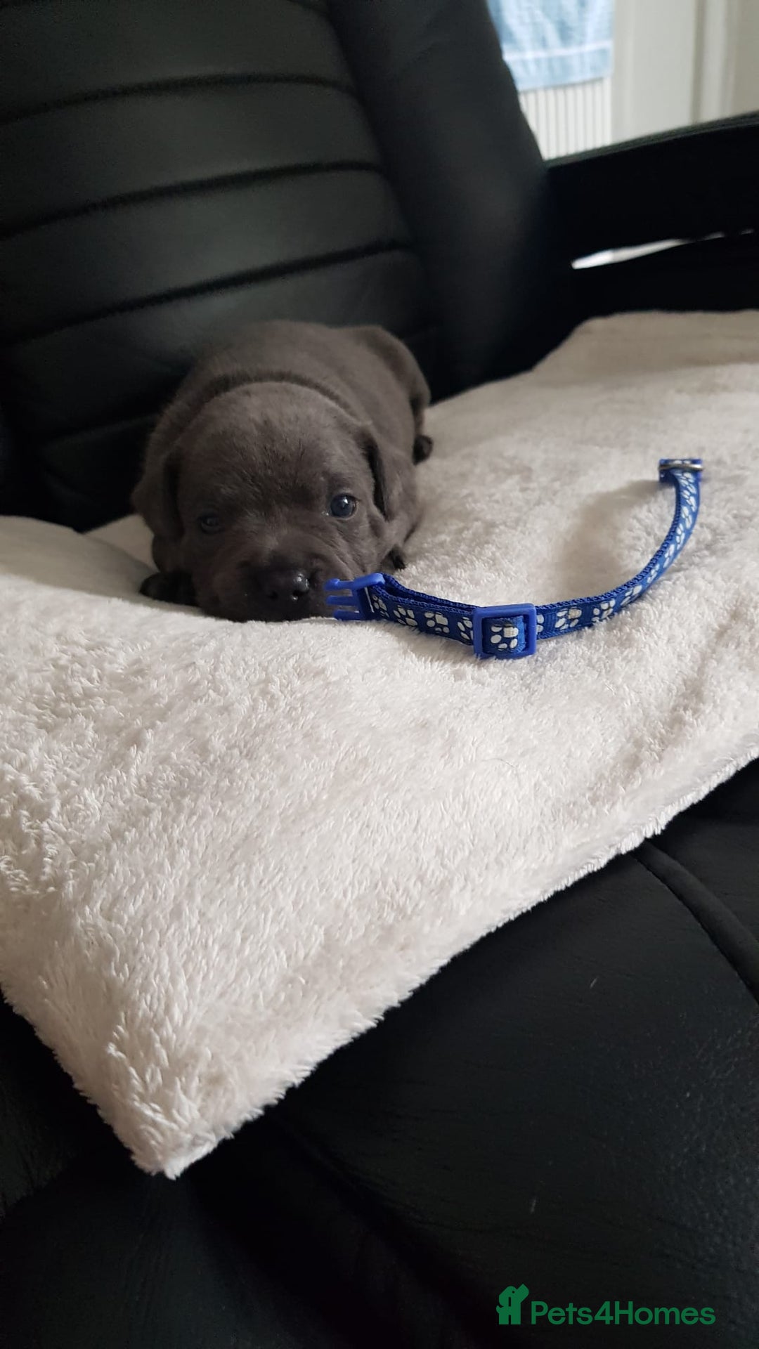 Staffordshire Bull Terrier dogs for sale: Beautiffull KC Staffordshire bull terrier  pups. - Image 12