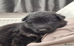 German Shepherd dogs for sale: Kennel Club Straight back GSD - Image 11