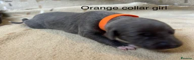 Orange collar girl 