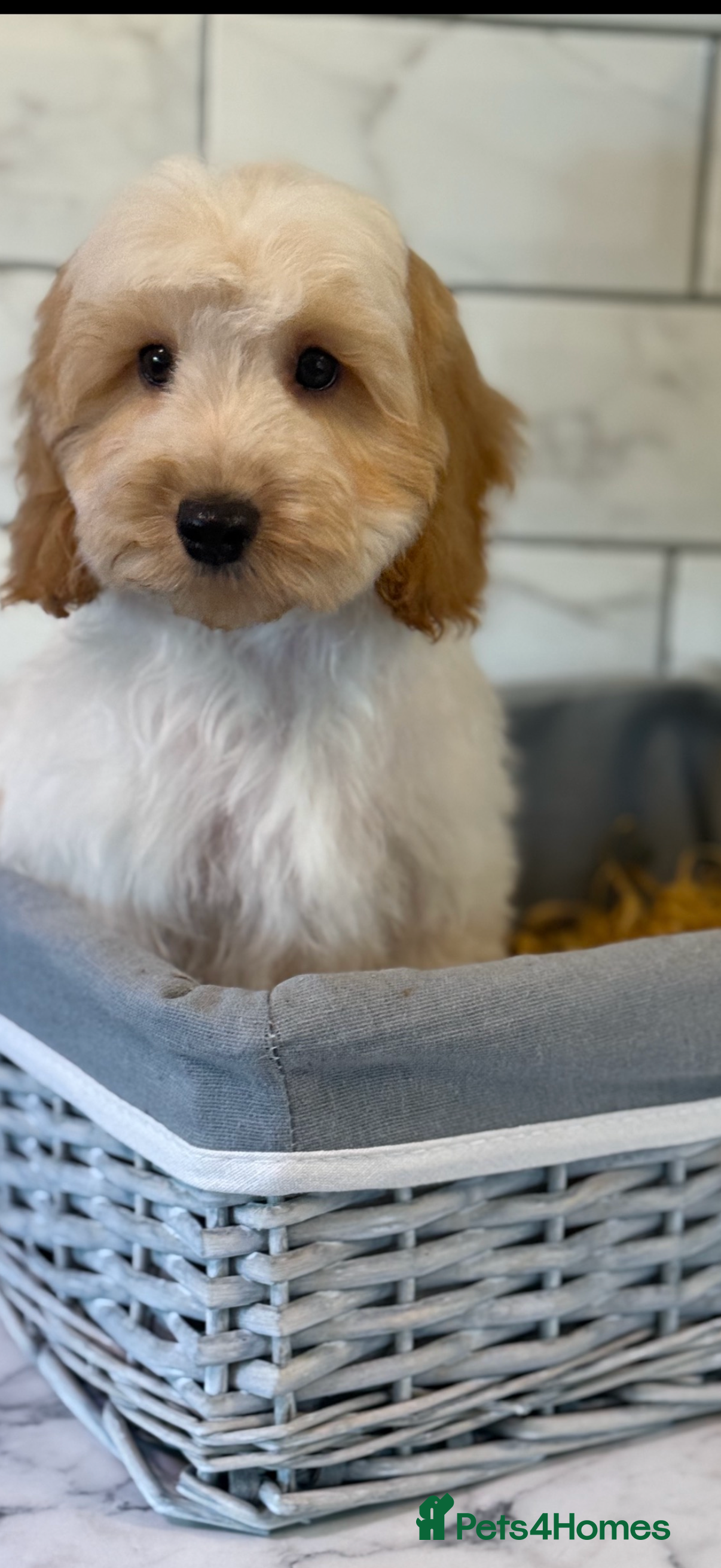 Cavapoo dogs Two males left 🤍 - Advert 13