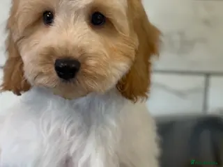 Cavapoo dogs Two males left 🤍 - Advert 13