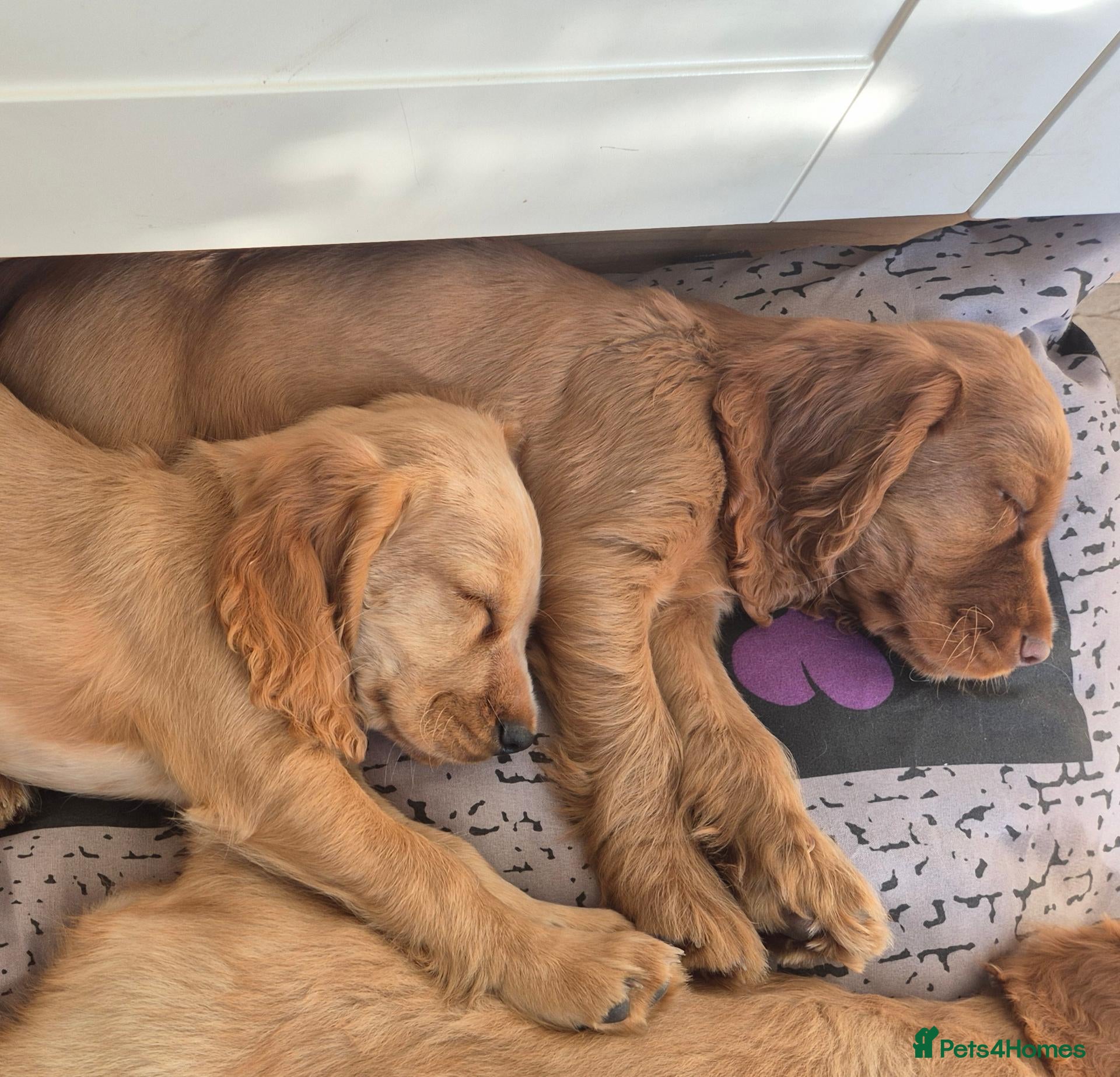Cocker Spaniel dogs Cocker spaniels Barnsley area - Advert 1