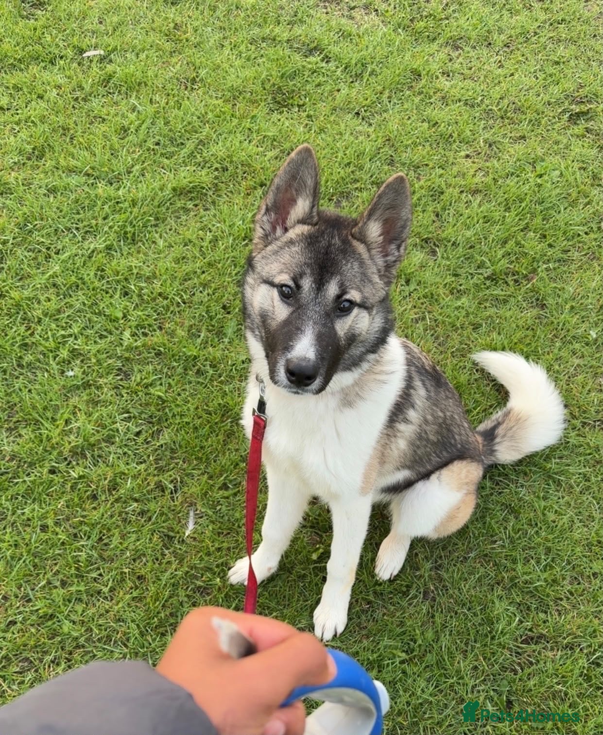 Huskita dogs American akita x Syberian husky - Advert 1