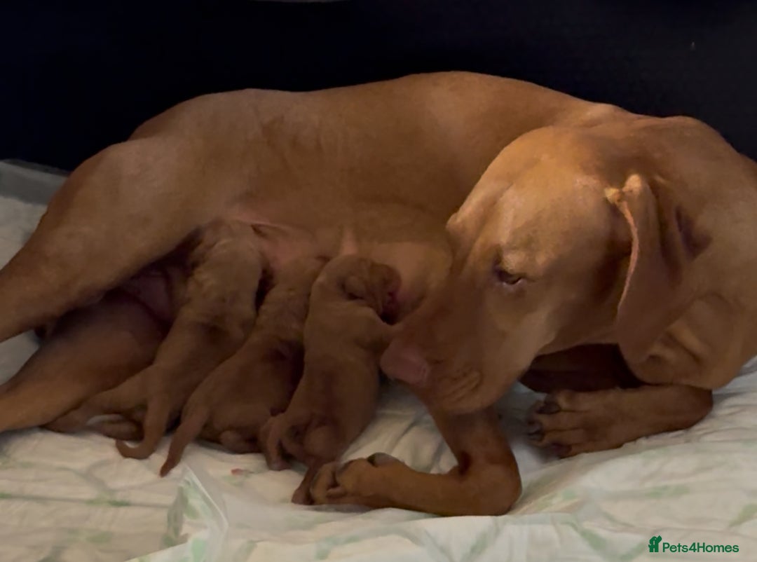 Hungarian Vizsla dogs for sale: Hungarian Vizsla Puppies For Sale - Image 8