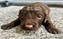 Cockapoo dogs for sale: 👀CHOCOLATE  COCKAPOO PUP - Image 10