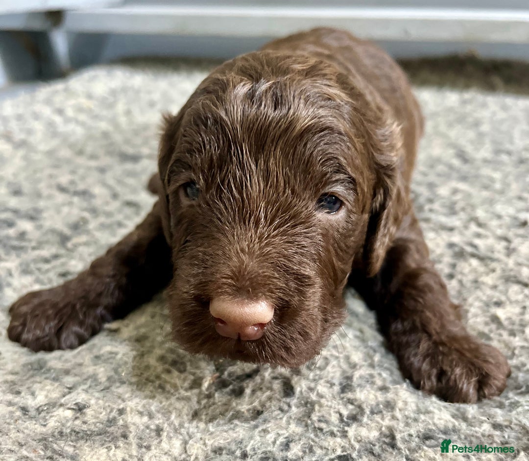 Cockapoo dogs for sale: 👀CHOCOLATE  COCKAPOO PUP - Image 10