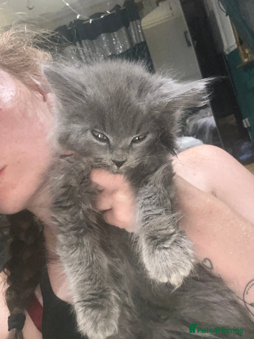 Maine Coon cats for sale: Female Mainecoon 4 years old  - Image 2