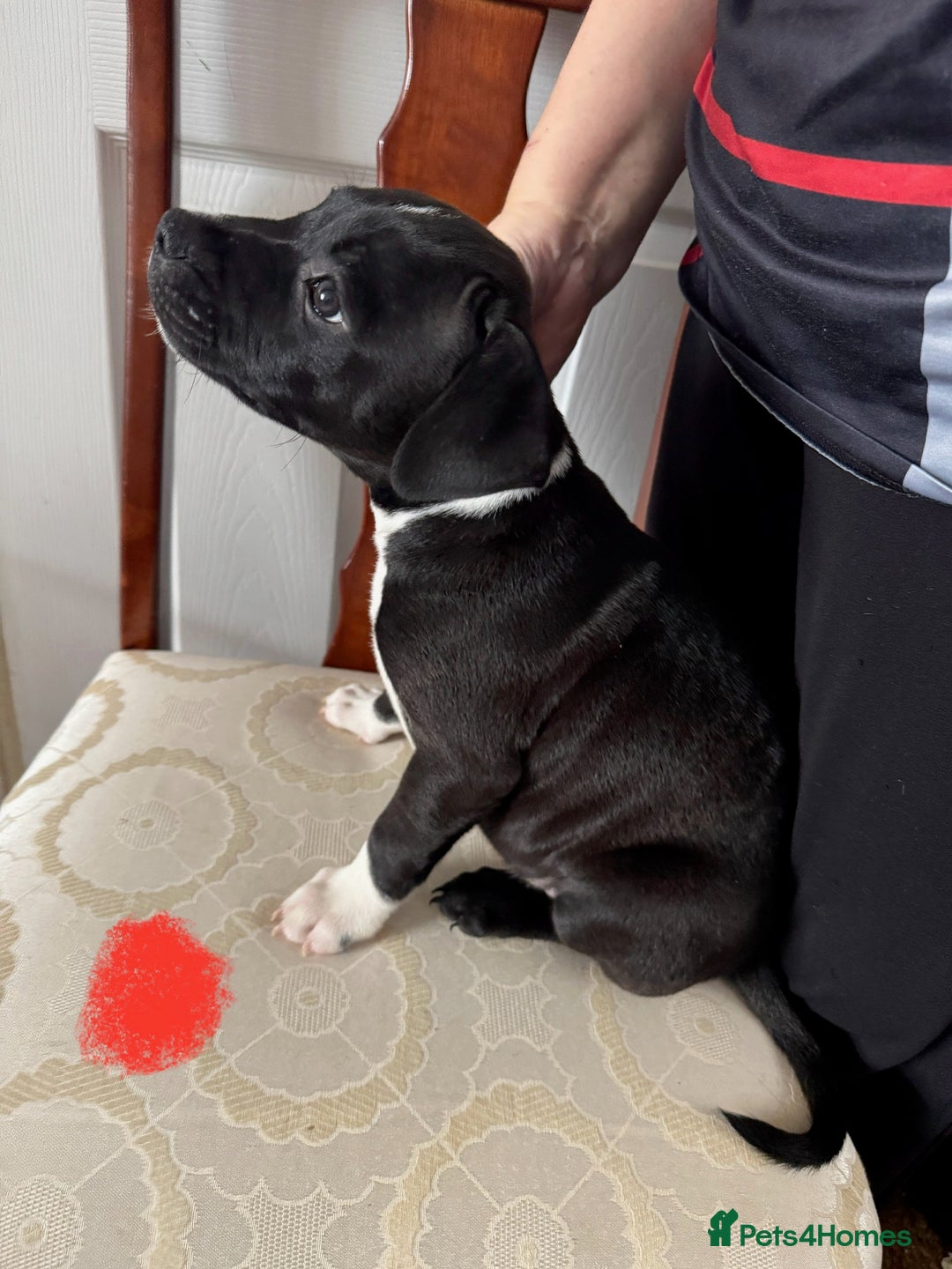 Staffordshire Bull Terrier dogs for sale: Staffordshire Bull Terrier Puppies - Image 15