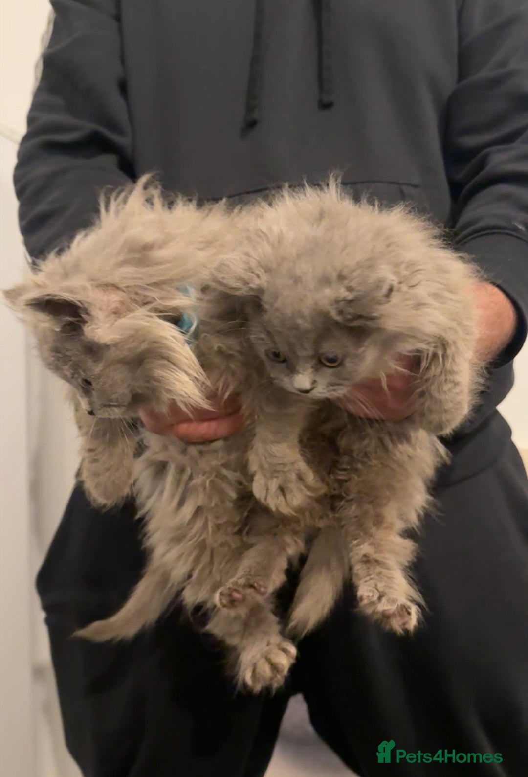 British Longhair cats for sale: Adorable British Longhair Kittens Ready Now! - Advert 28