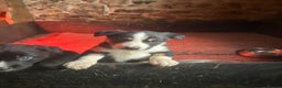 Mixed Breed dogs for sale: 5 Collie x Huntaway pups for sale. - Advert 3