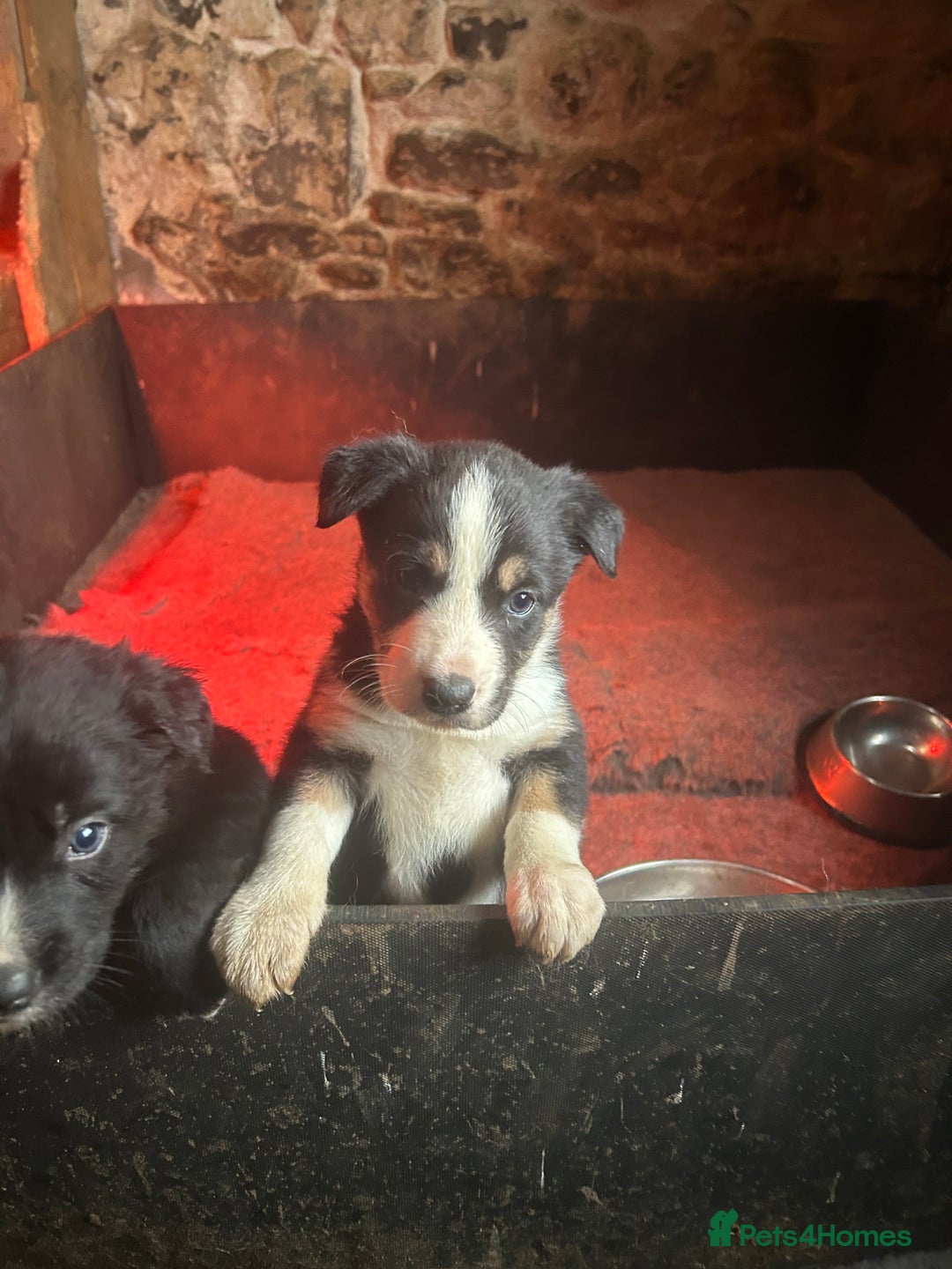 Mixed Breed dogs for sale: 5 Collie x Huntaway pups for sale. - Advert 3