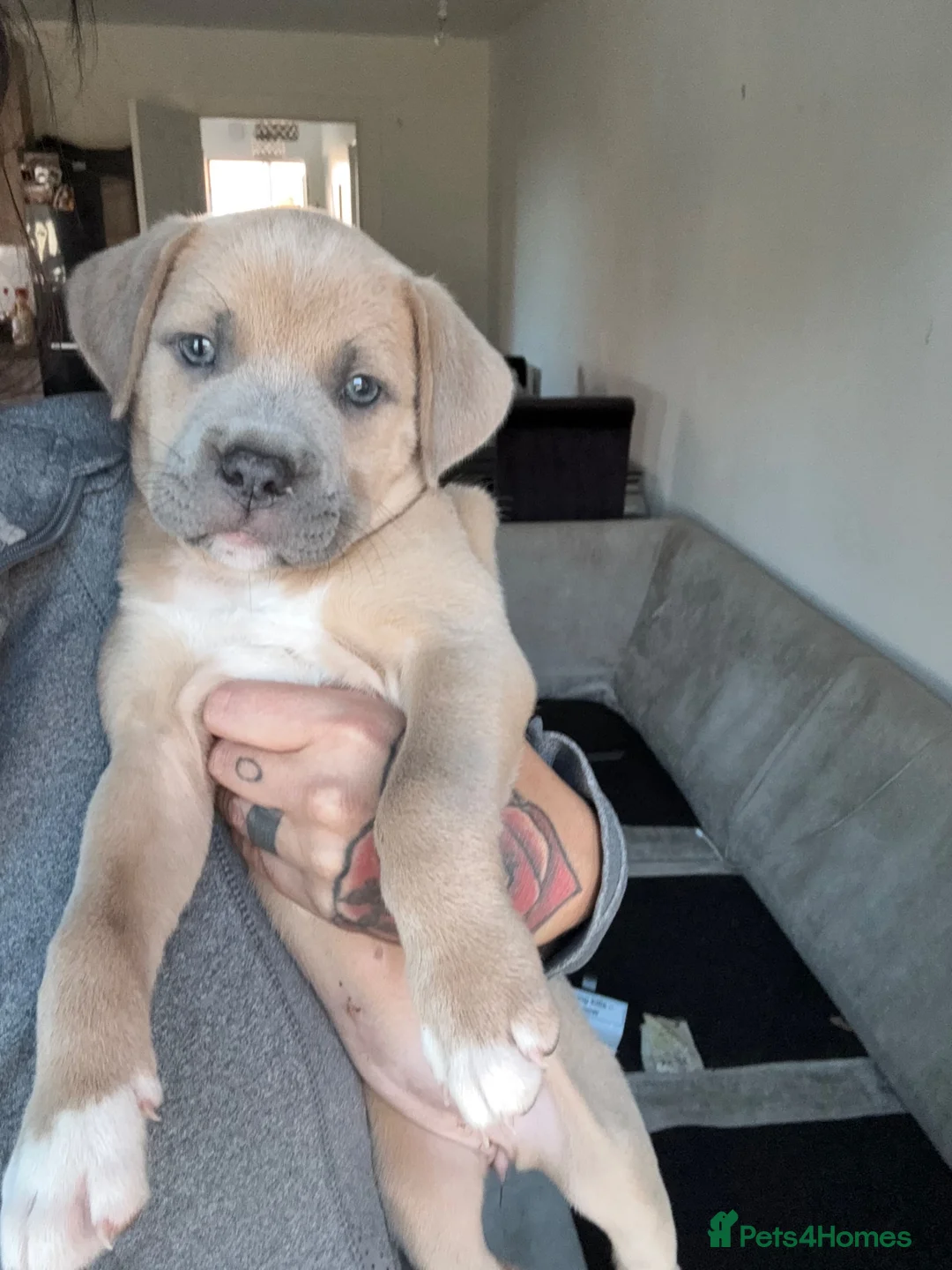Mixed Breed dogs for sale: Puppies  in Battle - Advert 2
