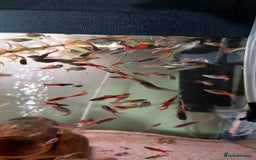 Live Bearers fish for sale: Beautiful assorted young guppies (priced per 5) - Image 1