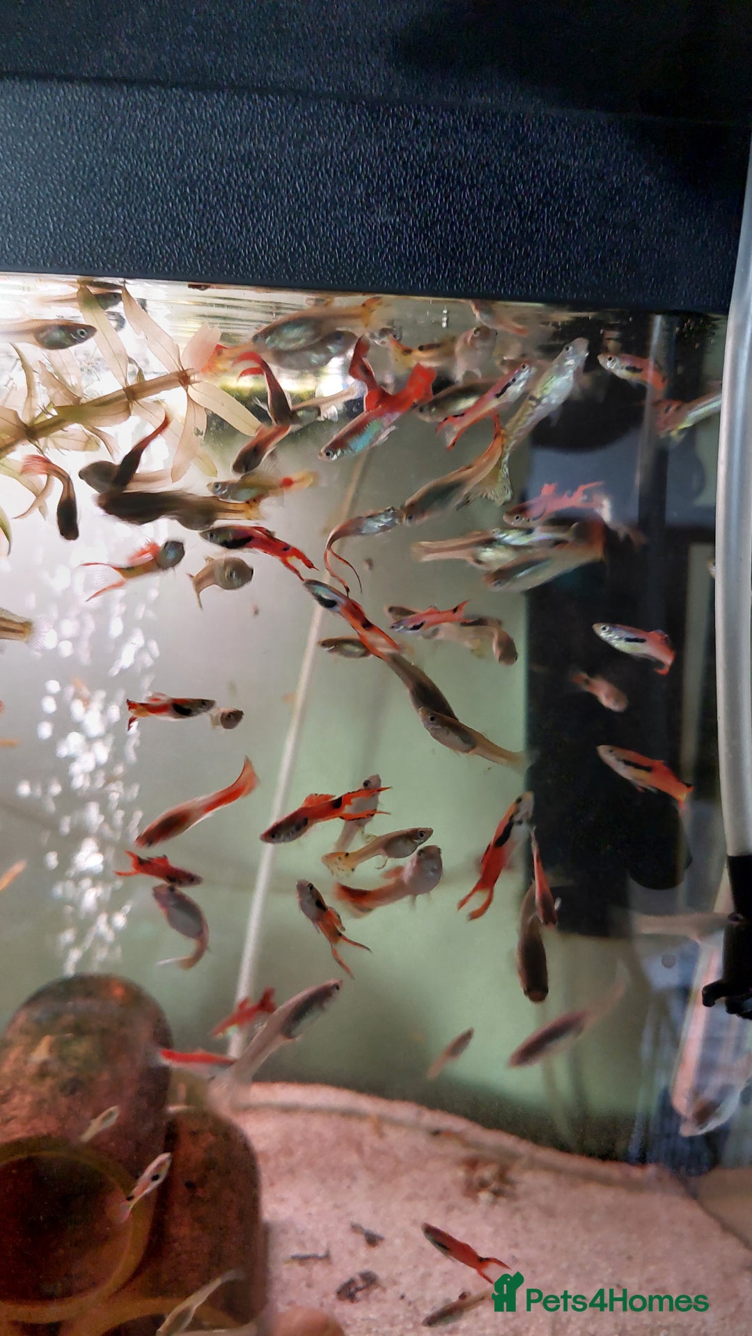 Live Bearers fish for sale: Beautiful assorted young guppies (priced per 5) - Image 1