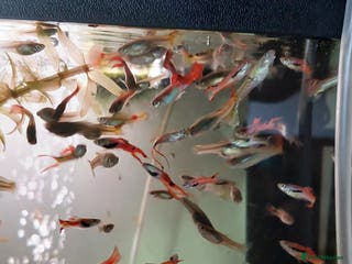 Live Bearers fish Beautiful assorted young guppies (priced per 5) - Advert 14
