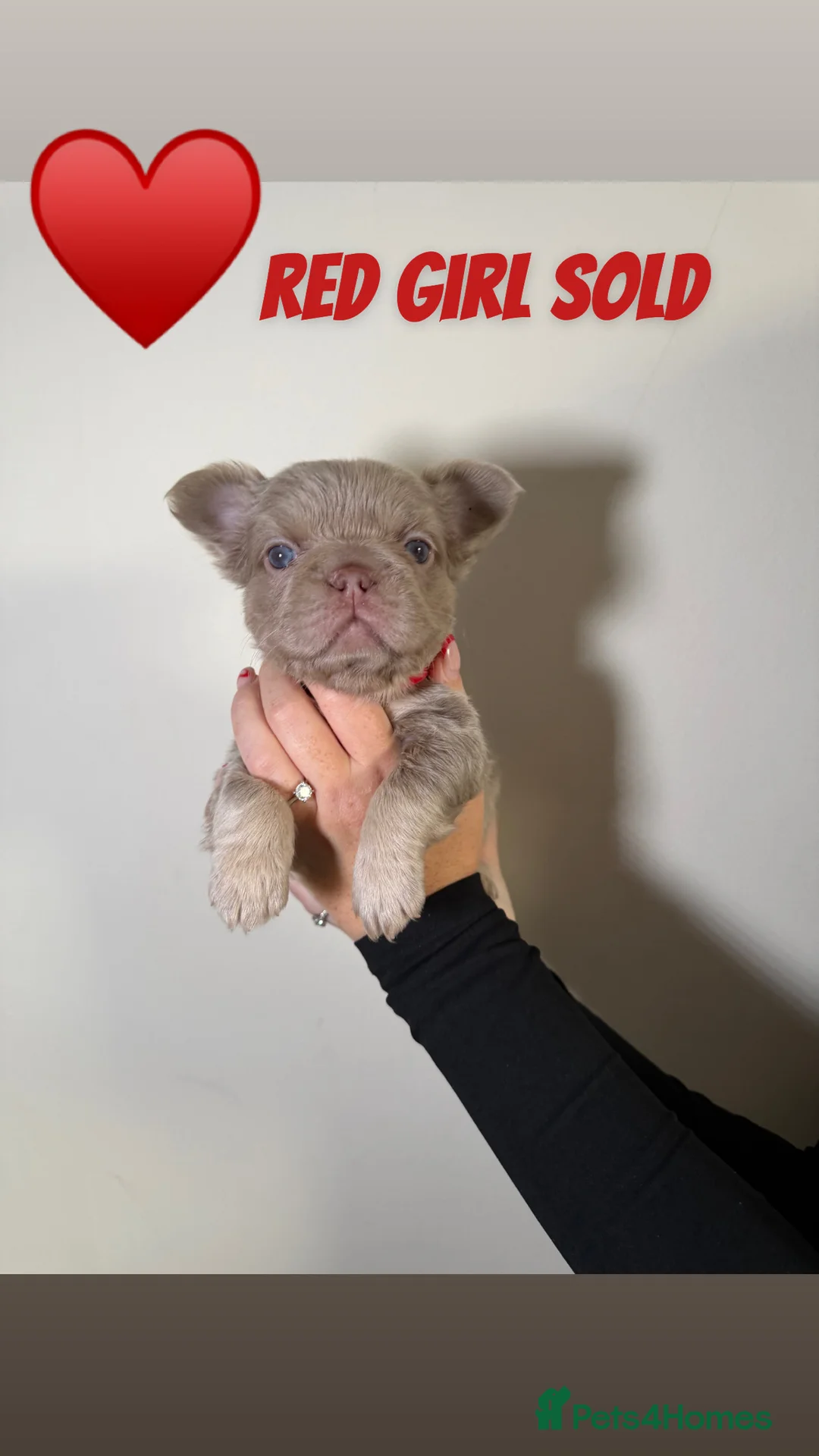 French Bulldog dogs for sale: French bulldog  - Advert 15