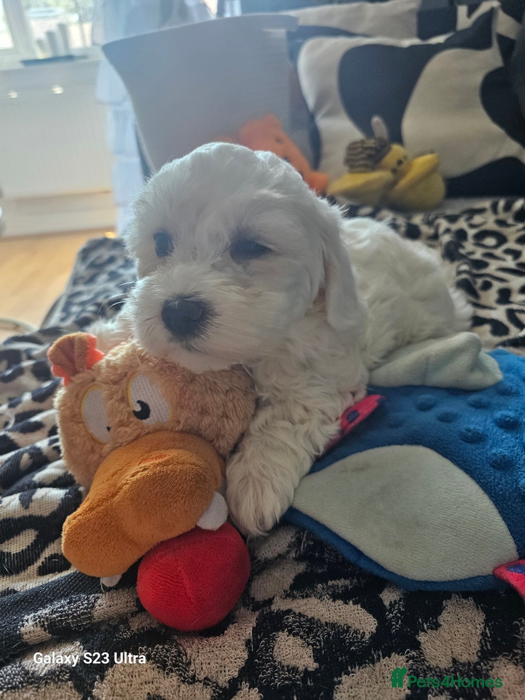 Maltese dogs for sale: Maltese ready to find their forever home now - Image 16