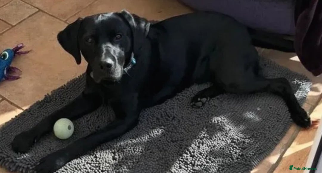Labrador Retriever dogs for stud: PROVEN KC Registered Black Labrador for Stud Kent in Dover - Image 4