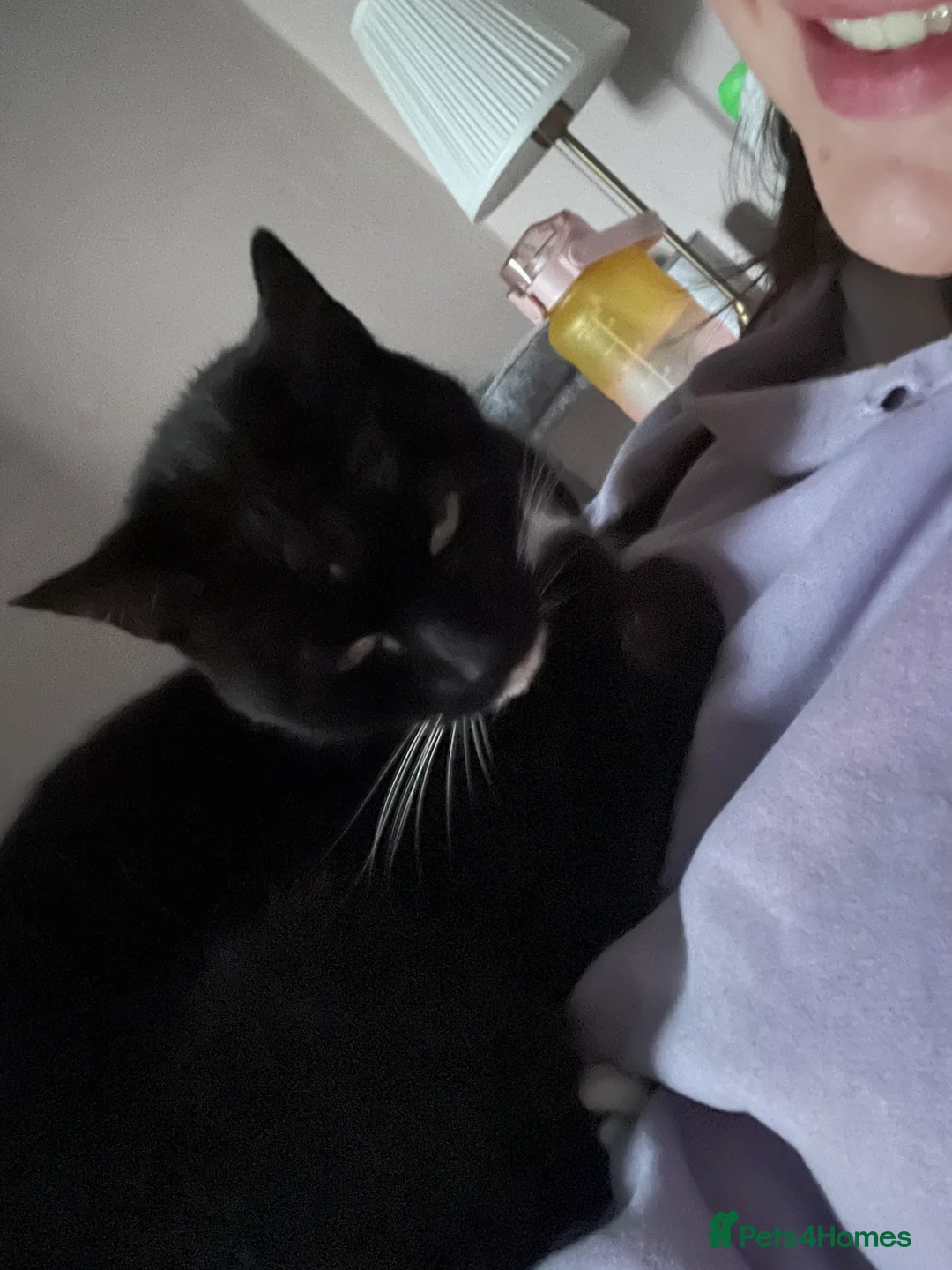 Domestic Shorthair cats for sale: Black & White Cat  - Advert 4