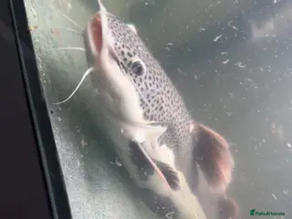 Catfish fish Red tail catfish - Advert 1