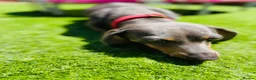 Dachshund dogs for sale: Miniature Dachshund puppies, rezervations open  in Basildon - Advert 6